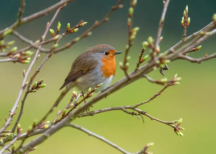 Sleeping - Red House - Grosses Haus Fuer Gruppen Mit 2 - 15 Betten - 2 Kuechen - Parkplaetze - Self Check-in *